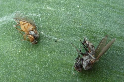 Protoclythia rufa