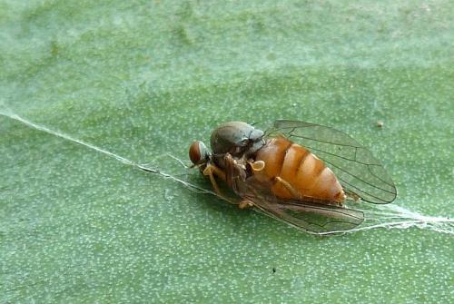 Protoclythia rufa
