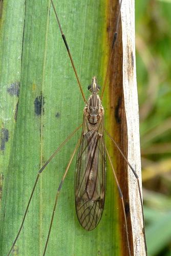 Réf. 110 566 : Tipula obsoleta