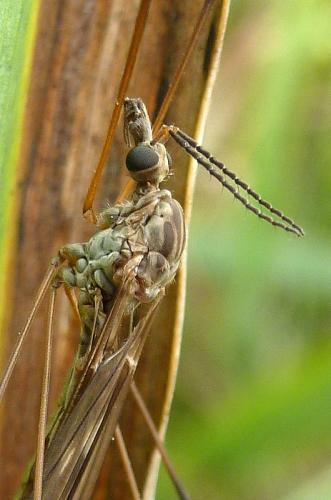 Réf. 110 567 : Tipula obsoleta