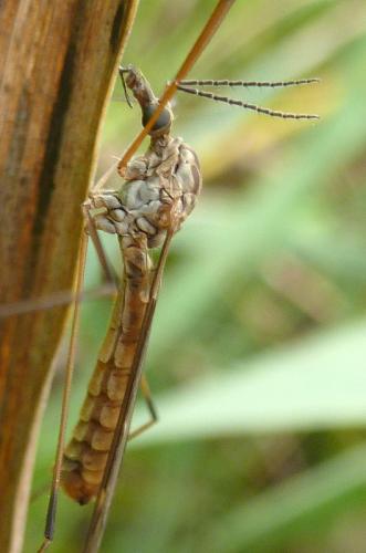 Réf. 110 568 : Tipula obsoleta