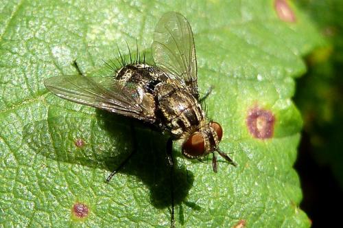 Nemorilla sp.
