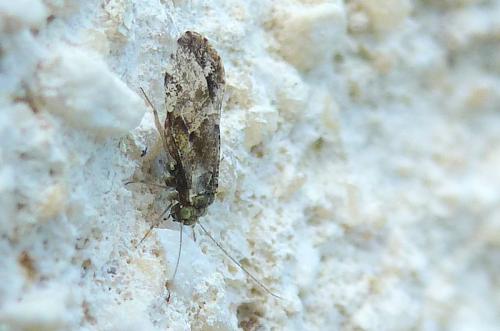 Loensia sp.