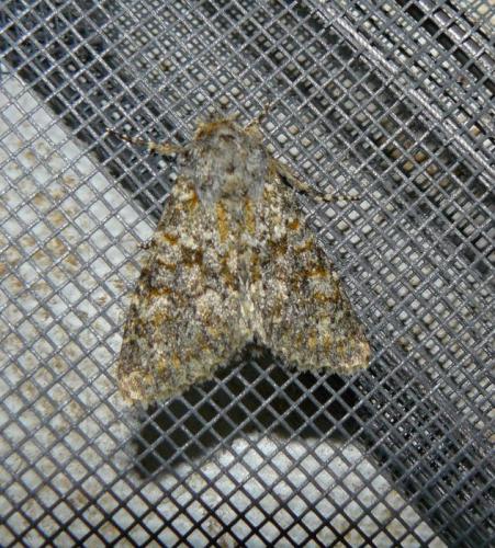 Réf. 110 298 : Polymixis flavicincta