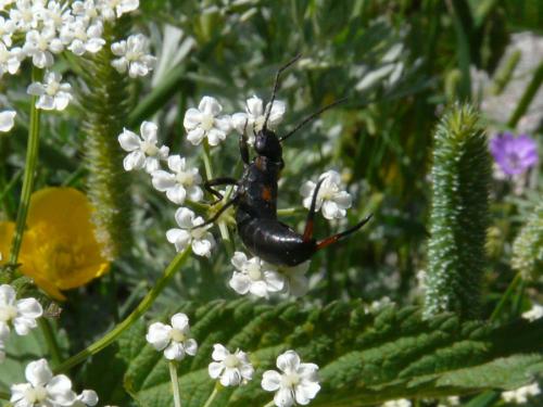 Anechura bipunctata