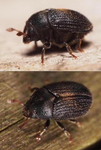 Hylesinus toranio