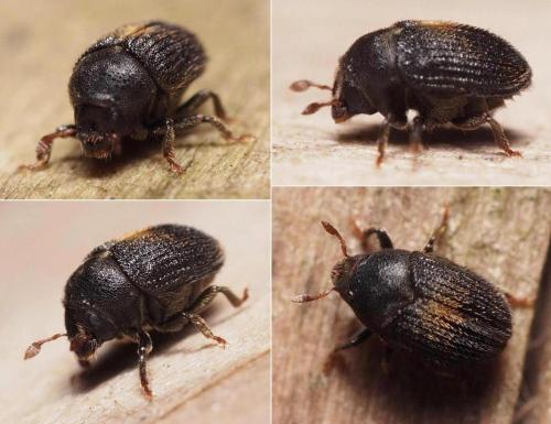 Hylesinus toranio