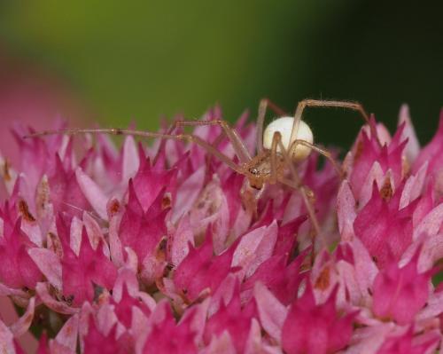 Enoplognatha sp.