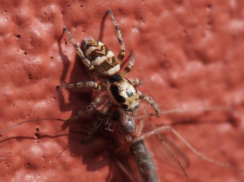 Réf. 110 405 : Salticus sp.