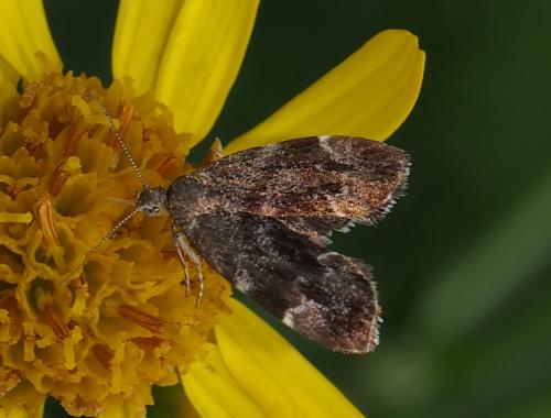 Anthophila fabriciana