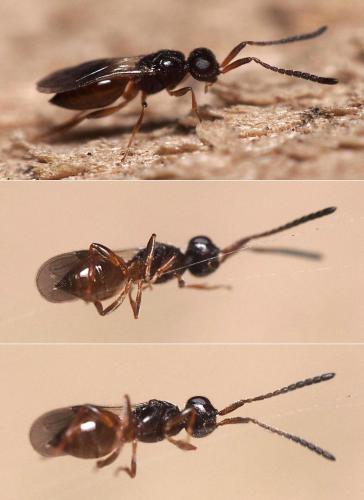 Réf. 110 907 : Conostigmus sp.