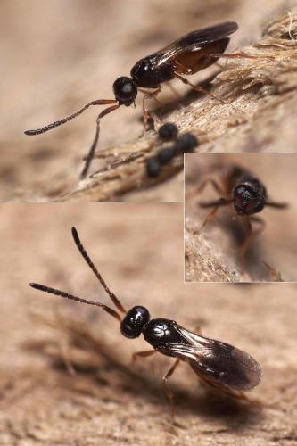 Réf. 110 908 : Conostigmus sp.