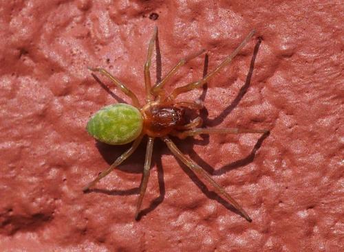 Réf. 110 344 : Nigma walckenaeri