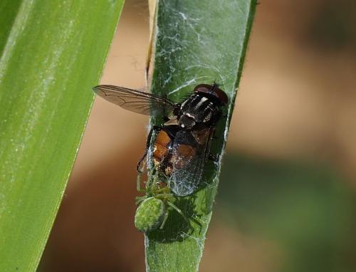 Nigma walckenaeri