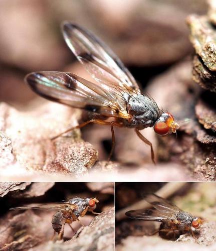 Toxoneura usta