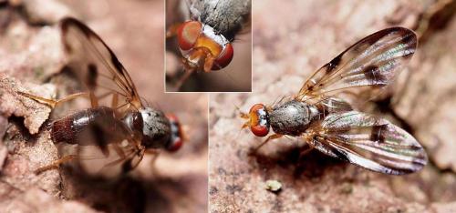 Toxoneura usta