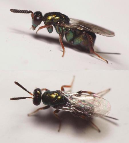 Toryminae