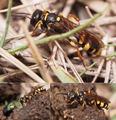 Mellinus arvensis