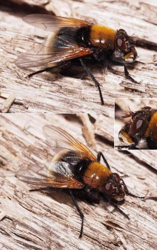 Réf. 110 356 : Mesembrina mystacea