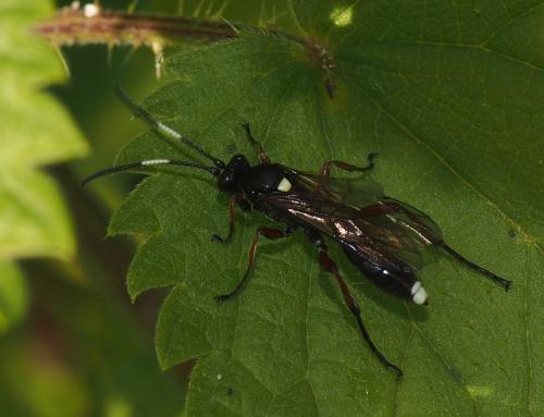 Réf. 110 462 : Vulgichneumon saturatorius