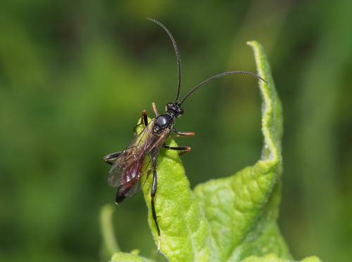 Réf. 110 463 : Ichneumoninae inconnu
