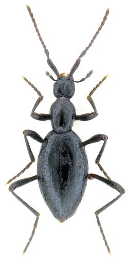 Réf. 110 871 : Palaeostigus ruficornis