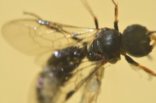 Passaloecus insignis