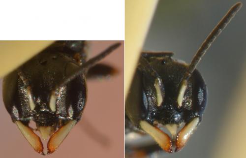 Passaloecus insignis