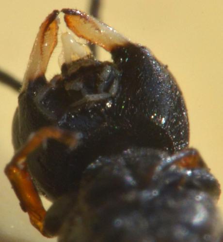 Réf. 110 512 : Passaloecus insignis