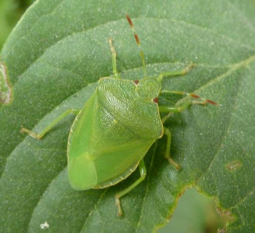Palomena prasina
