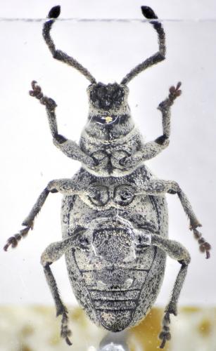 Réf. 110 862 : Pseudomeira sp.