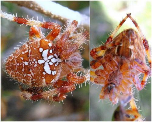 Réf. 110 810 : Araneus pallidus