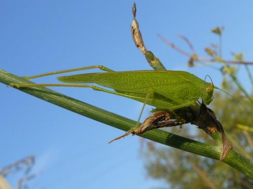 Phaneroptera nana