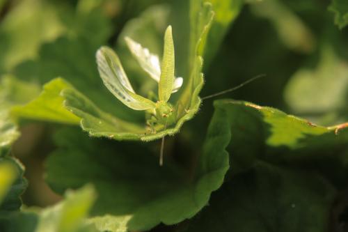 Phaneroptera sp.