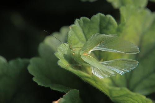 Réf. 110 131 : Phaneroptera sp.