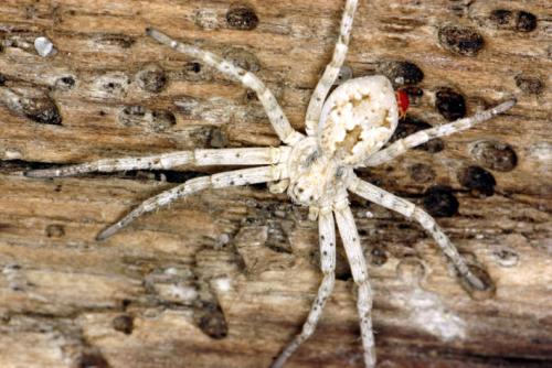Réf. 110 135 : Rhysodromus fallax