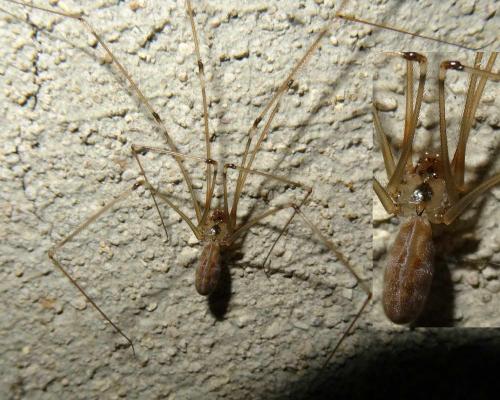Réf. 110 814 : Pholcus phalangioides