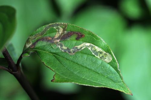 Phytomyza agromyzina