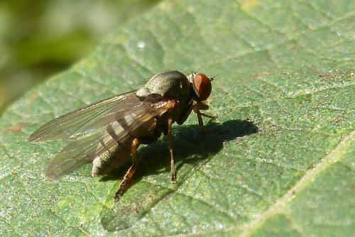 Réf. 110 407 : Platypeza consobrina