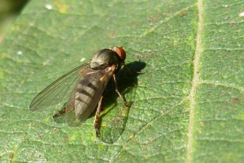 Réf. 110 408 : Platypeza consobrina