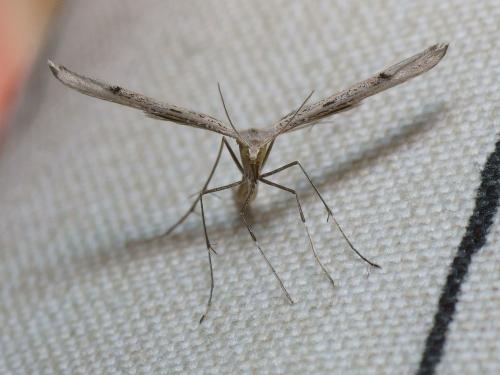 Réf. 110 528 : Stenoptilia grisescens