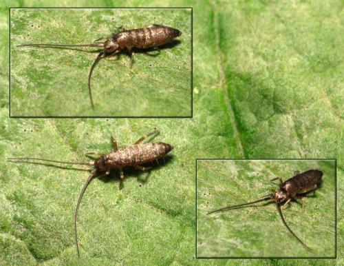 Réf. 110 257 : Pogonognathellus longicornis
