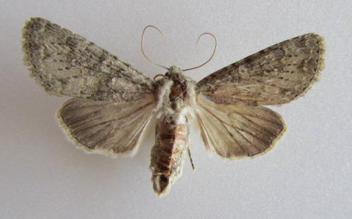 Polia serratilinea