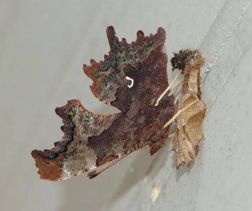 Réf. 110 225 : Polygonia c-album