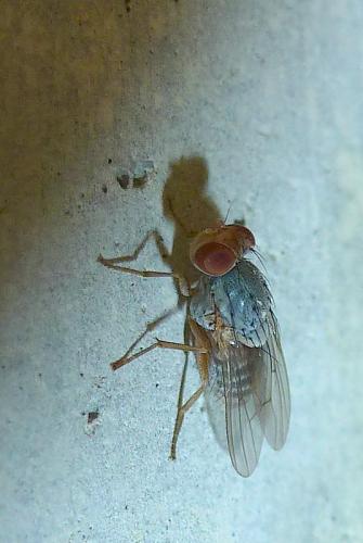 Prosopomyia pallida