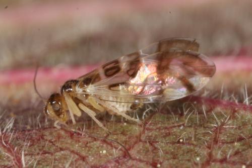 Graphopsocus cruciatus