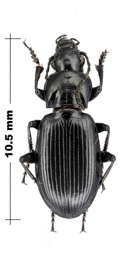 Réf. 110 482 : Pterostichus sp.