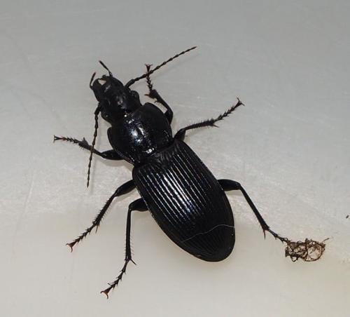 Pterostichus melanarius