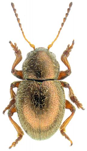 Colaspidea oblonga