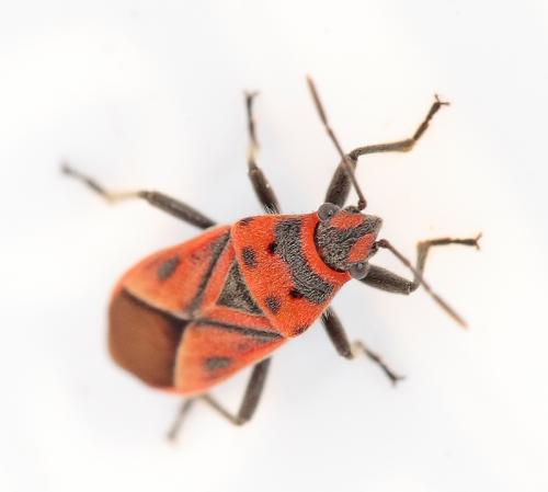 Graptostethus servus